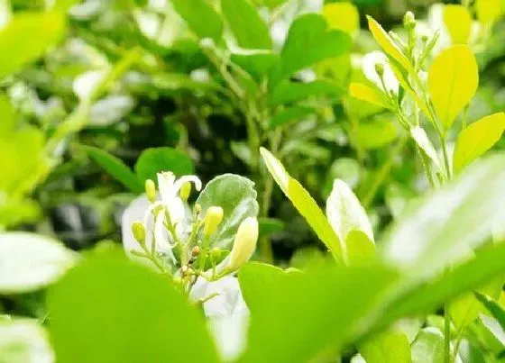 植物施肥|米兰浇什么肥料合适