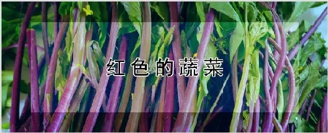 红色的蔬菜 | 种植资料