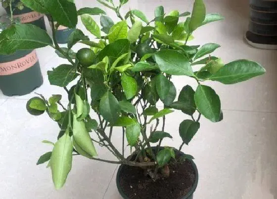 冬天植物|桔子树怕冻吗（冬天桔子树保温防冻最好的办法）