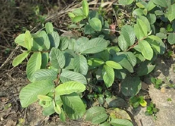 植物虫害|番石榴病虫害防治方法与技术措施