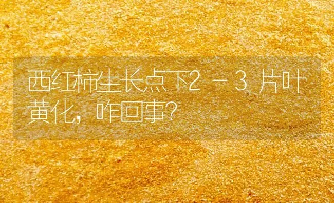 西红柿生长点下2-3片叶黄化，咋回事？ | 蔬菜种植