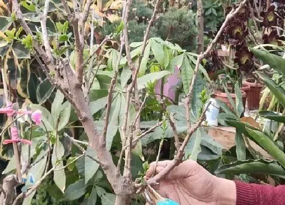 植物修剪|腊梅什么时候剪枝合适