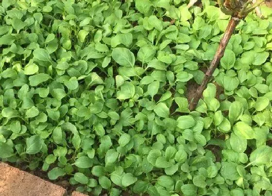 植物施肥|种菜用什么复合肥比较好 速效复合肥怎样给蔬菜施肥