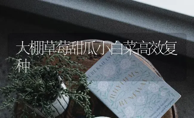 大棚草莓甜瓜小白菜高效复种 | 瓜果种植