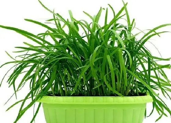 植物施肥|韭菜用什么肥料好