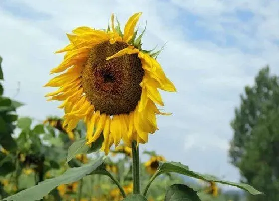 植物播种|油葵什么时候播种合适