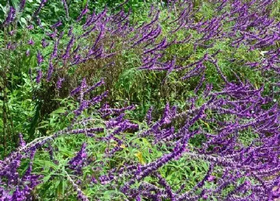开花时间|醉鱼草什么时候开花