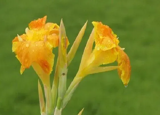 开花时间|美人蕉是什么季节开的花