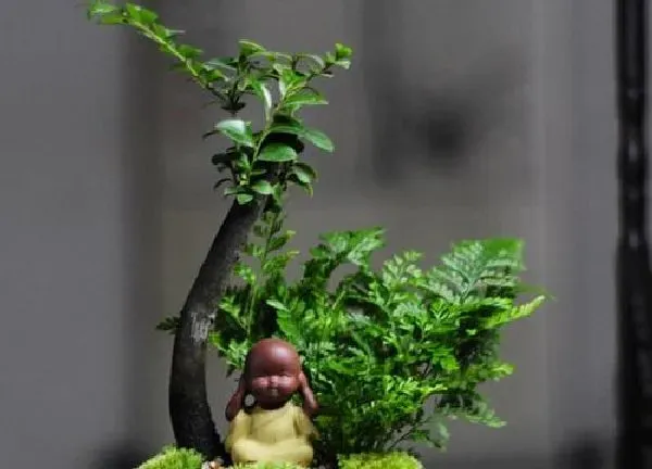 盆景|黑骨茶盆景怎么养护