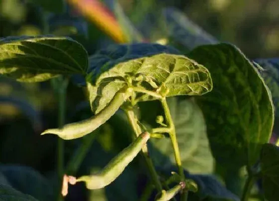 种植百科|四季豆一年可以种几次 一年四季都可以种吗