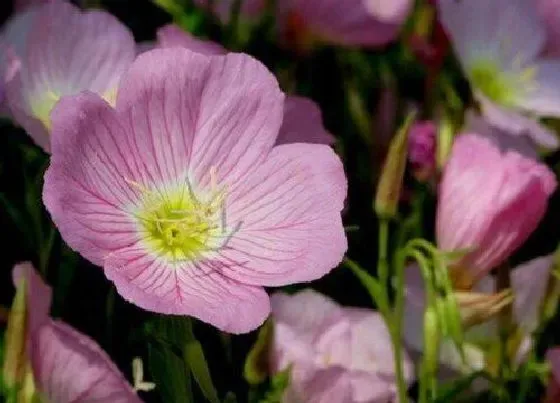 植物寓意|表示爱慕的花 花语是代表爱慕的花