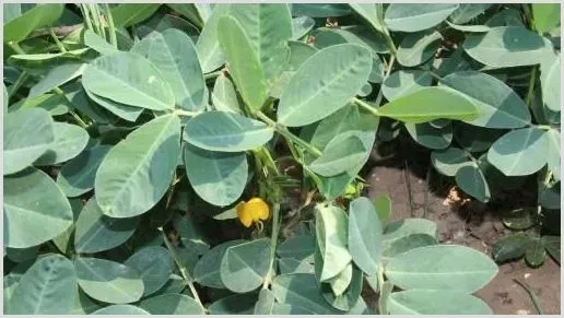 夏季花生什么时候种？夏花生需要覆地膜吗 | 种植技术