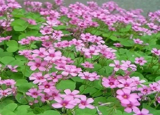 植物百科|酢浆草是花吗 是什么植物类别