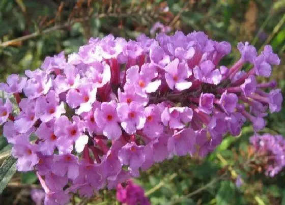 开花时间|醉鱼草什么时候开花