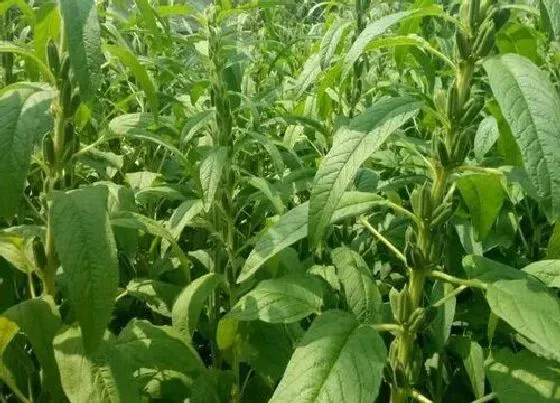 植物施肥|芝麻追肥用什么肥料好