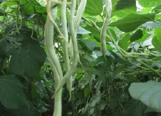 种植方法|蛇豆种植时间和方法