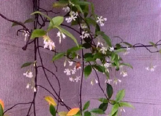植物种类|络石是草本还是木本