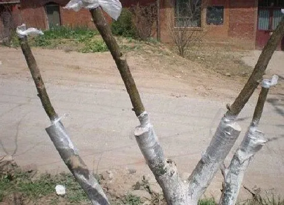 植物嫁接|杏树什么时候嫁接成活率高