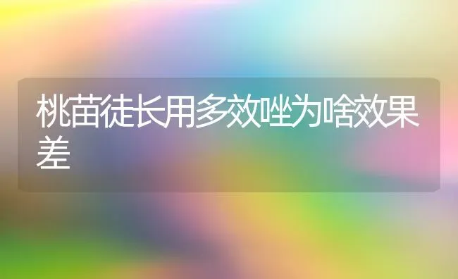 桃苗徒长用多效唑为啥效果差 | 瓜果种植