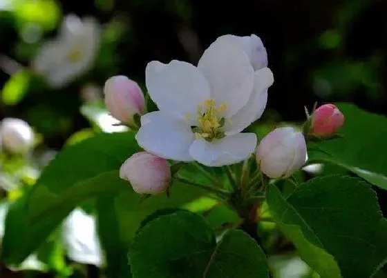 植物寓意|青苹果花的寓意和象征