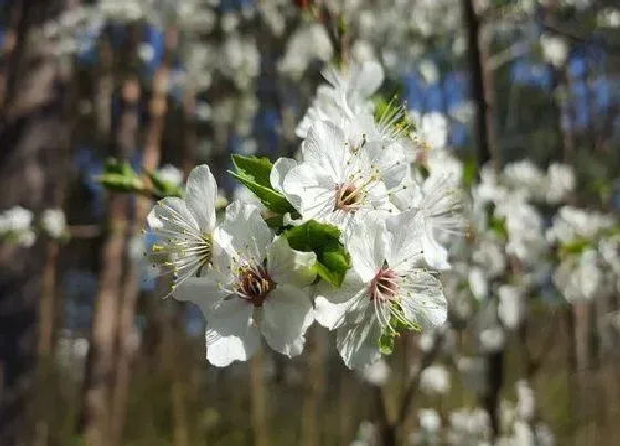 颜色花|梅花有什么颜色