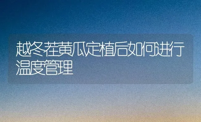 越冬茬黄瓜定植后如何进行温度管理 | 蔬菜种植