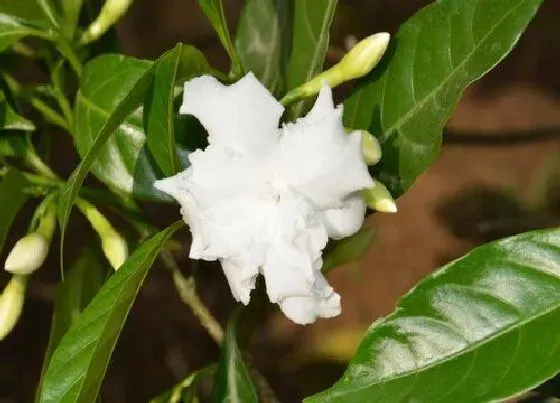 颜色花|兰花有什么颜色