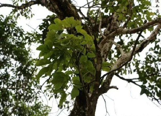 植物种类|秋枫和红枫是一种树吗