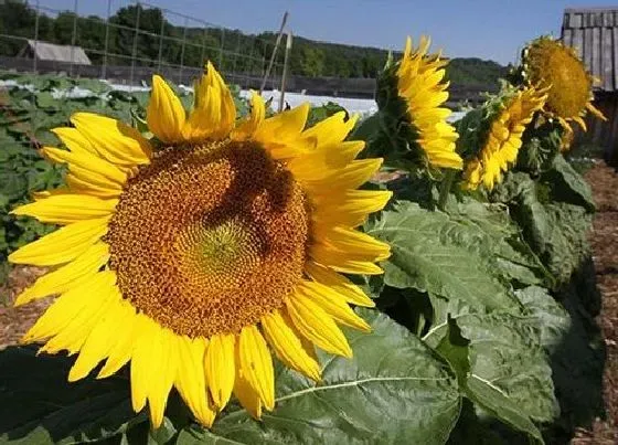 植物寓意|表示爱慕的花 花语是代表爱慕的花