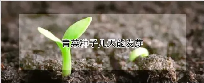 青菜种子几天能发芽 | 农业技术