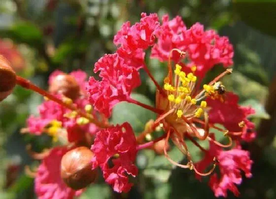 植物百科|紫薇属于什么植物类型