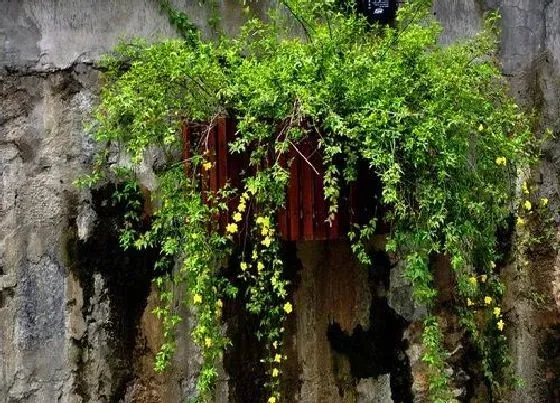 植物繁殖|迎春花怎么繁殖方法和注意事项