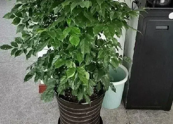 植物换土|大盆幸福树怎么换土换盆