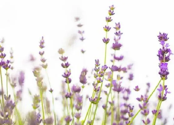 植物毒性|薰衣草有毒吗 可以放在室内养吗