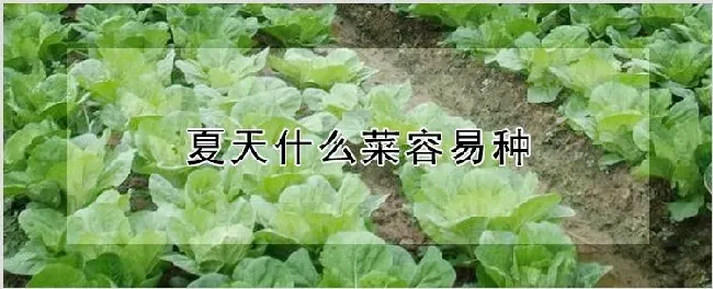 夏天什么菜容易种 | 种植技术