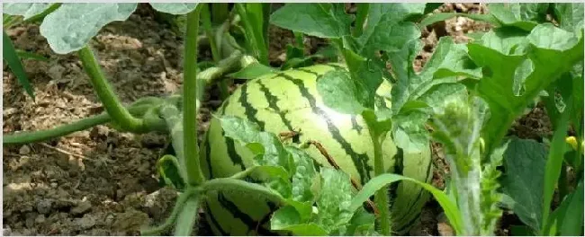 西瓜如何剪枝 | 种植技术