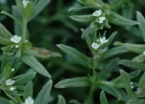 植物百科|肺筋草又叫什么名称