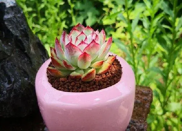植物浇水|多肉夏天怎么浇水方法