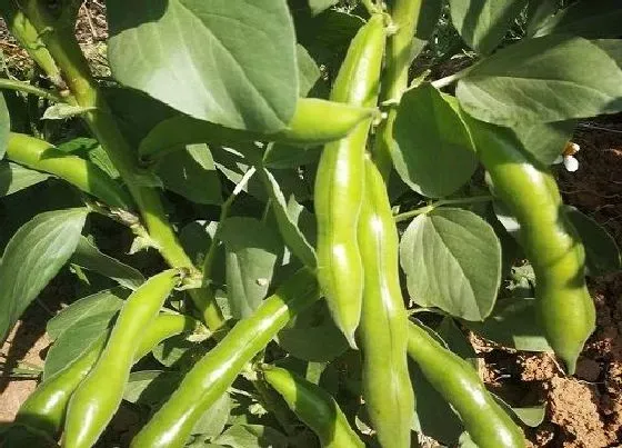 植物种类|蚕豆是双子叶植物吗