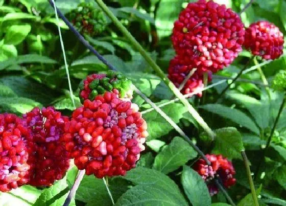 植物百科|三七开花吗 种几年开花结果