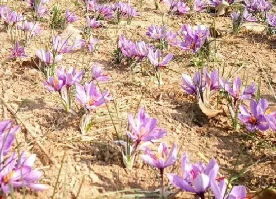 生长环境|藏红花的生长环境及生长地方条件