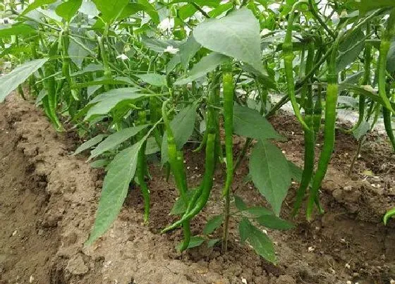 种植管理|辣椒开花多结果少是什么原因，我种的辣椒只开花不结果）