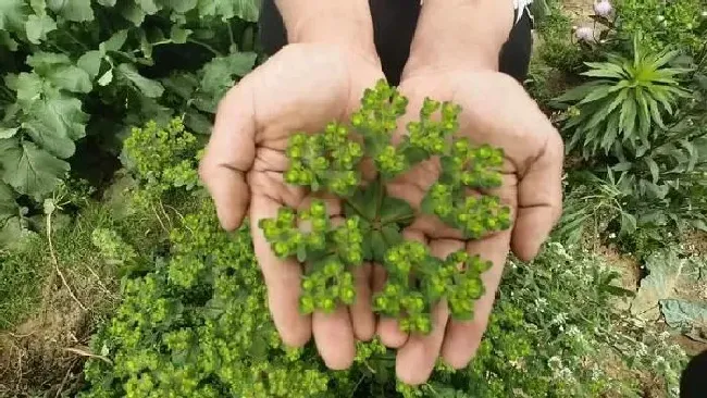 植物百科|农村容易与野菜混淆的常见有毒植物（人们常吃的有毒野菜）