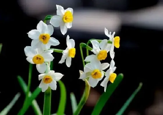 室内摆放|水仙花能放空调房吗 可以吹空调吗