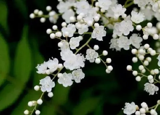 摆放常识|家里养梅花风水好不好 家里养梅花有什么讲究