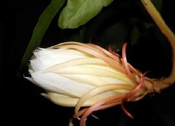 花语|代表缘分的花