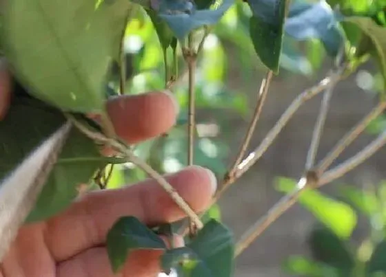 植物修剪|桂花树什么时候剪枝合适