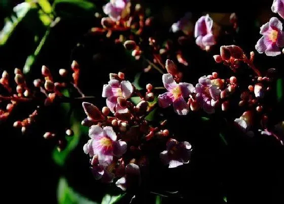 习性特点|杨桃花的样子和特点描写