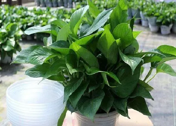 植物排行|绿色的植物有哪些