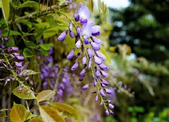 不开花|紫藤为什么不开花